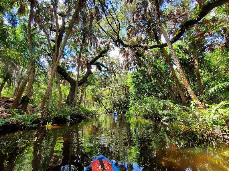 Kayaking And Canoeing On The Estero River