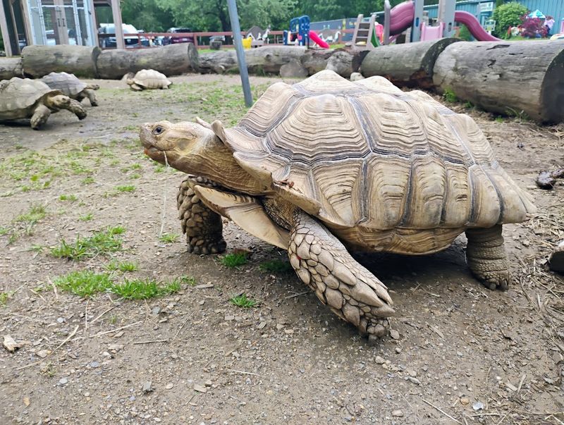 Animal Adventures Family Zoo & Rescue Center