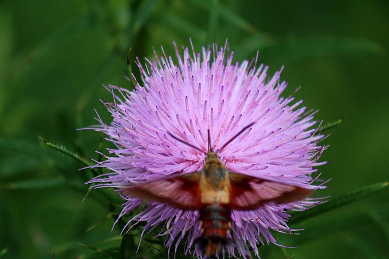 Cedar Bog Nature Preserve, Champaign County