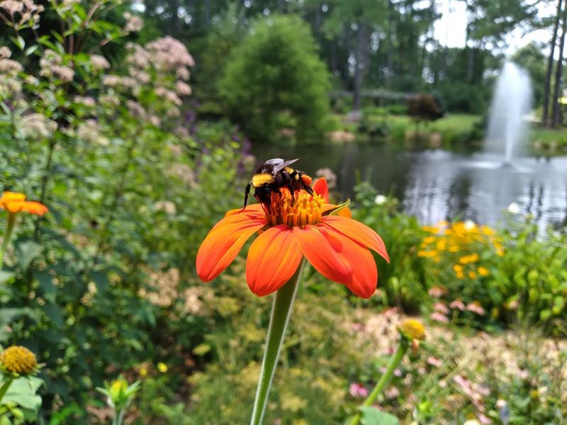 Cape Fear Botanical Garden (Fayetteville)