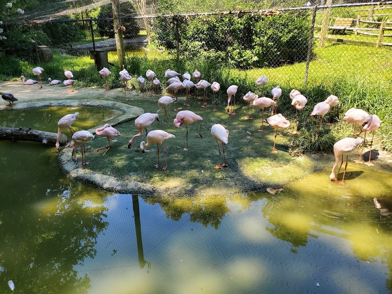 Sylvan Heights Bird Park