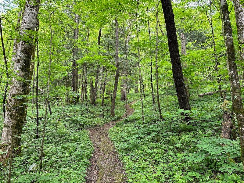Cove Hardwood Self-guiding Nature Trail (GSMNP)