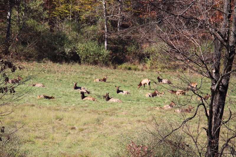 Elk State Forest