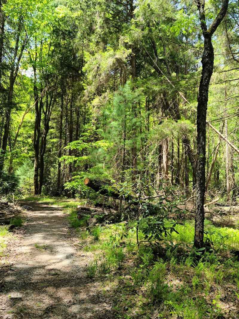 Clear Creek State Forest