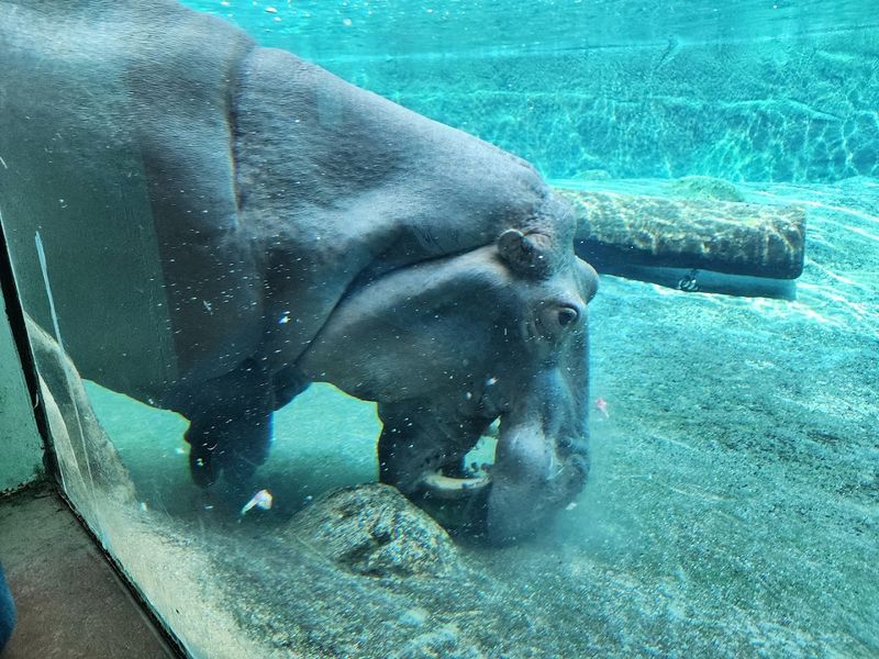 Watching Hippos Glide Underwater