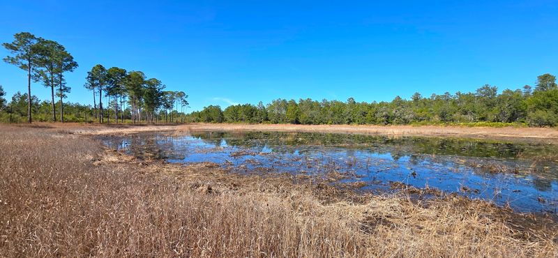 Ocala National Forest