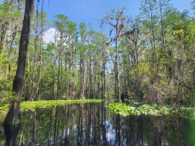 Visit the Okefenokee National Wildlife Refuge
