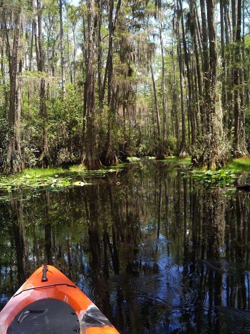Paddle or Boat Through Okefenokee National Wildlife Refuge