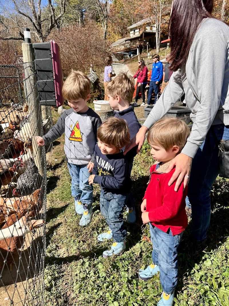 Tour a Working Mountain Farm in Deep Gap