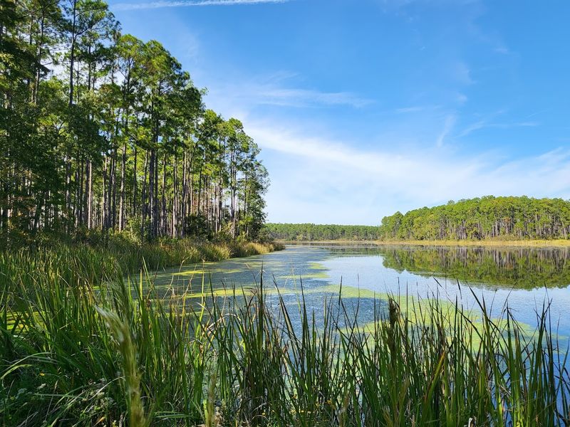 Blackwater River State Forest