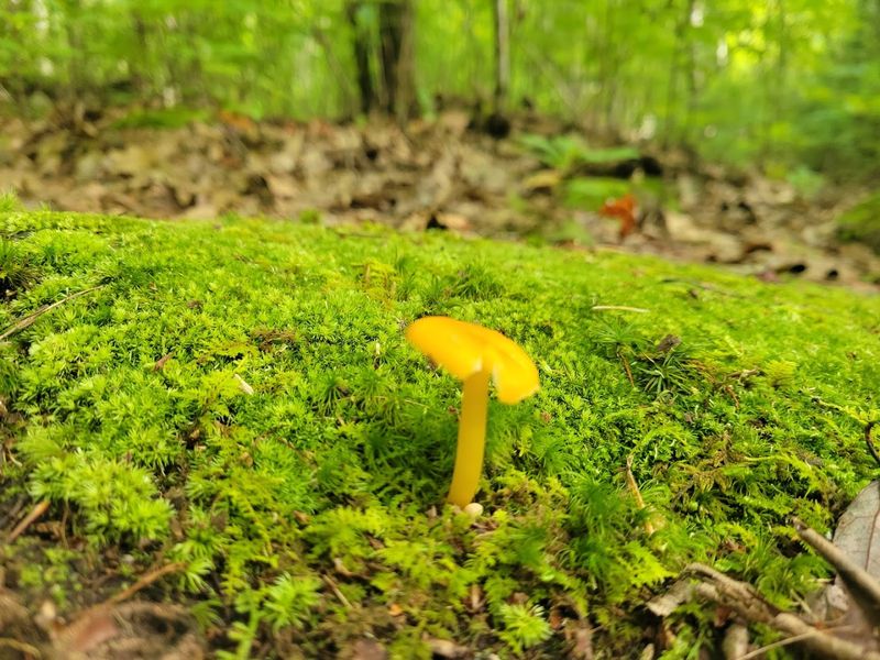 The Park Feels Wild Despite Being Close To Major Cities