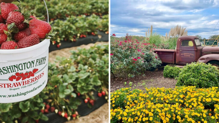 Families Keep Returning To This Georgia Farm For Fresh Fruit And Relaxed Spring Days