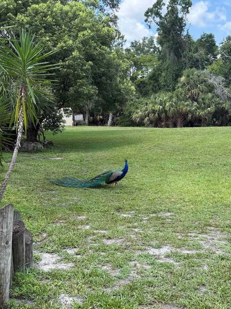 Charming Wildlife Encounters