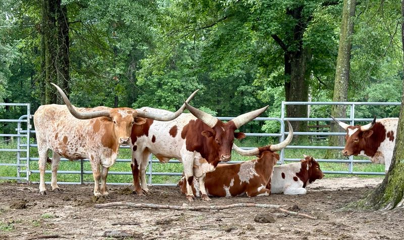 Premium Grass-Fed Beef from Happy Cattle