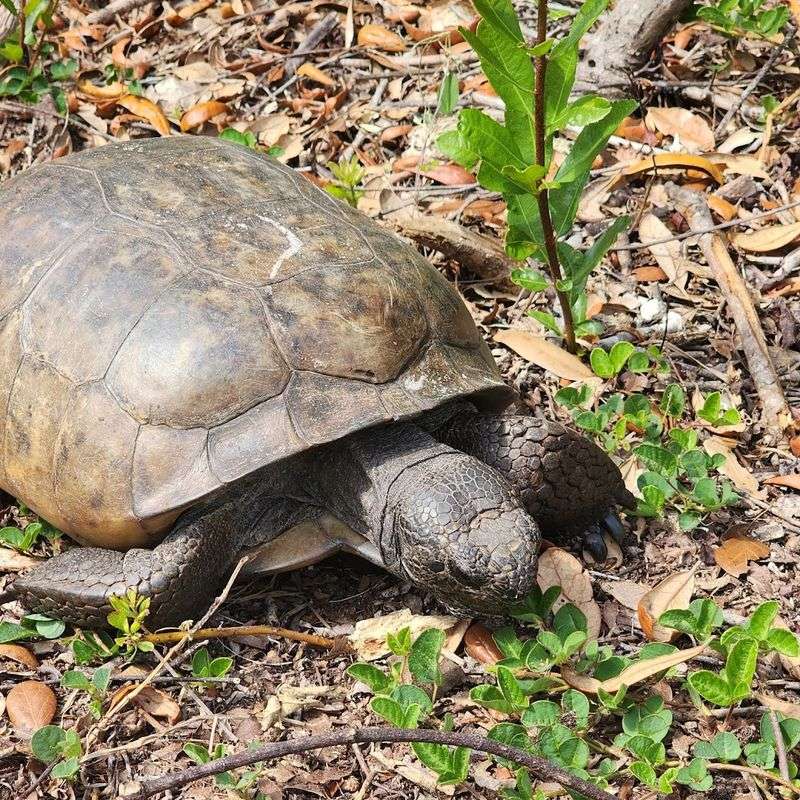 Wildlife And Natural Beauty Throughout The Park