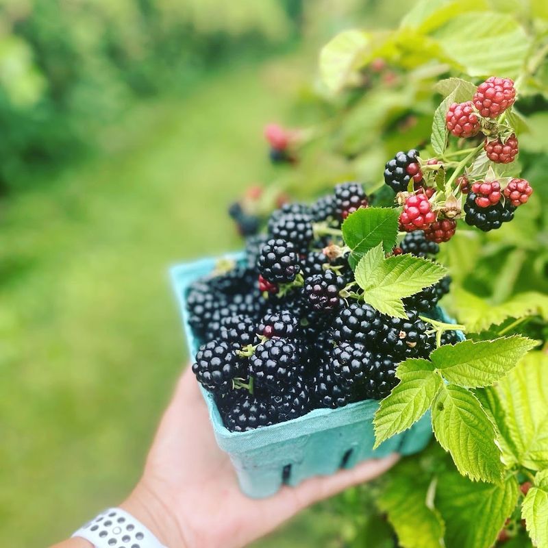 Weaver's Orchard (Morgantown, PA)