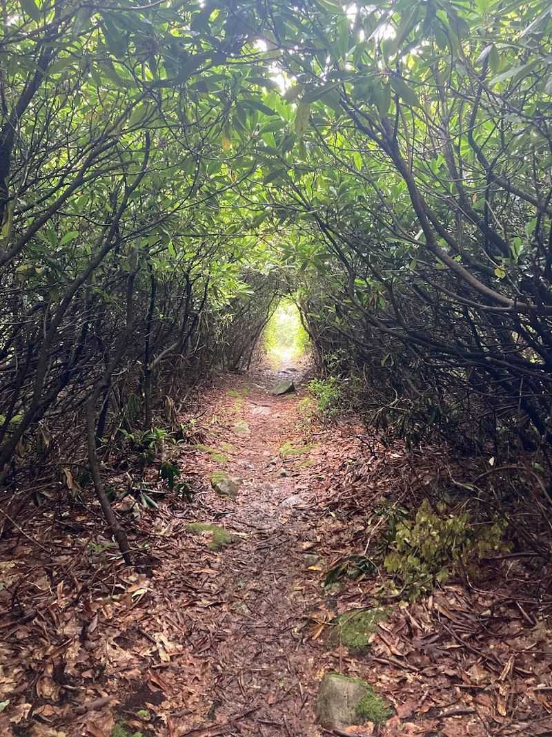 Pinchot State Forest