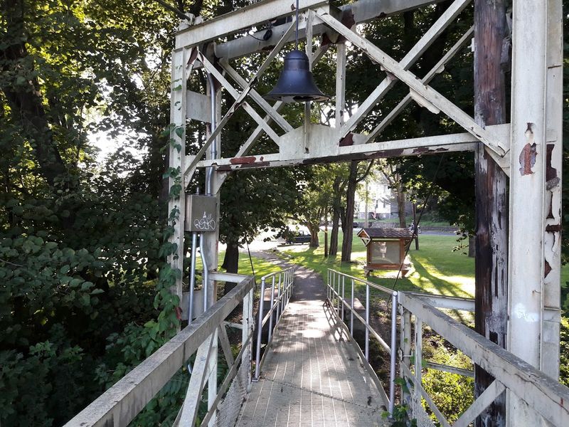 Forest Canopy Creates Natural Cathedral Effect