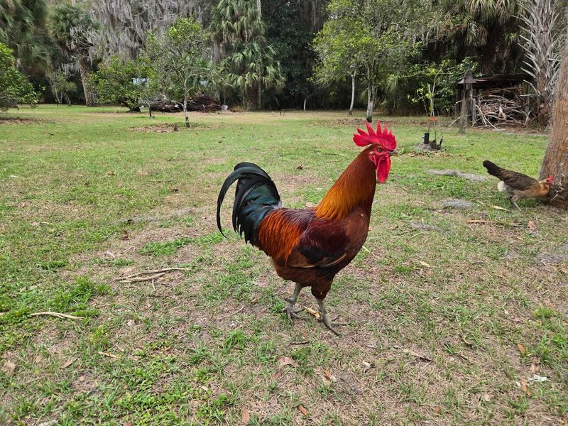Charming Free-Range Chickens And Ducks Roaming Freely