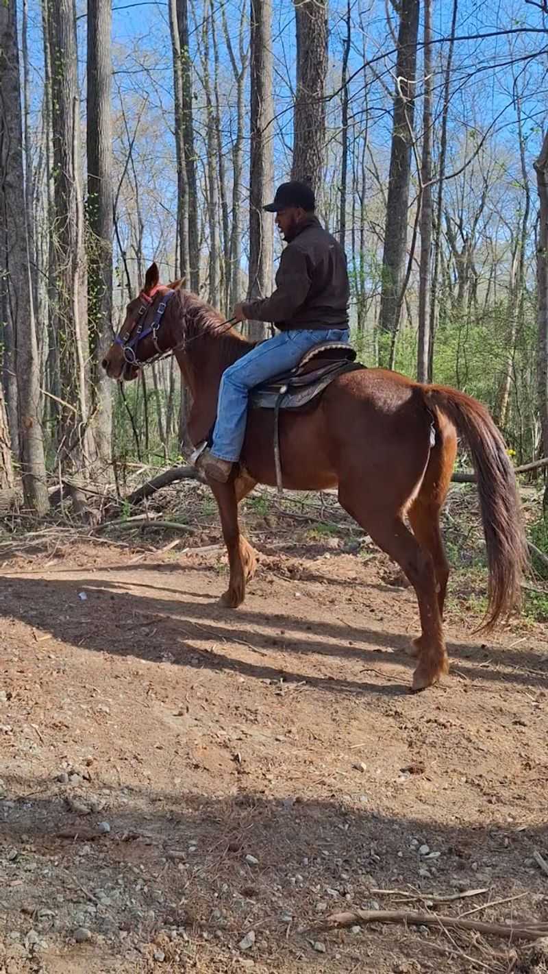 Cloverland Ranch