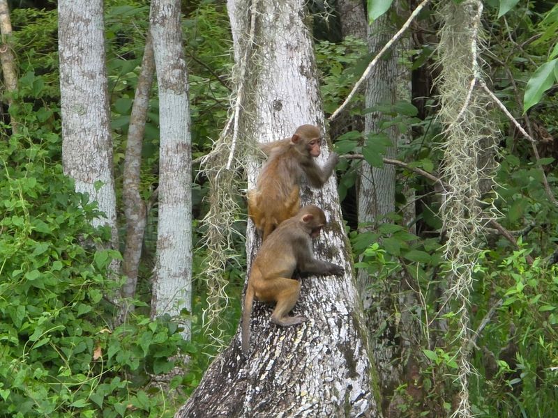 Unexpected Primate Residents