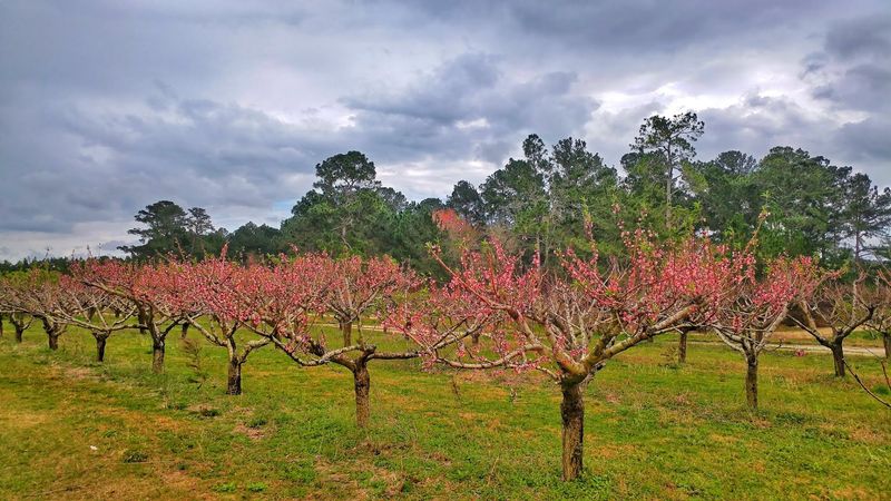 Bloom Bash at Rutland Farms (Tifton)