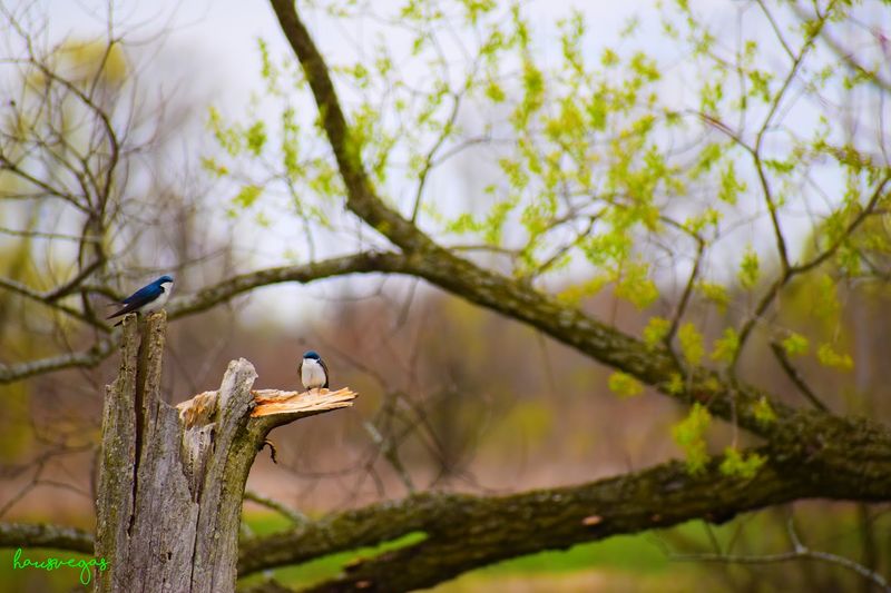 Killdeer Plains Wildlife Area