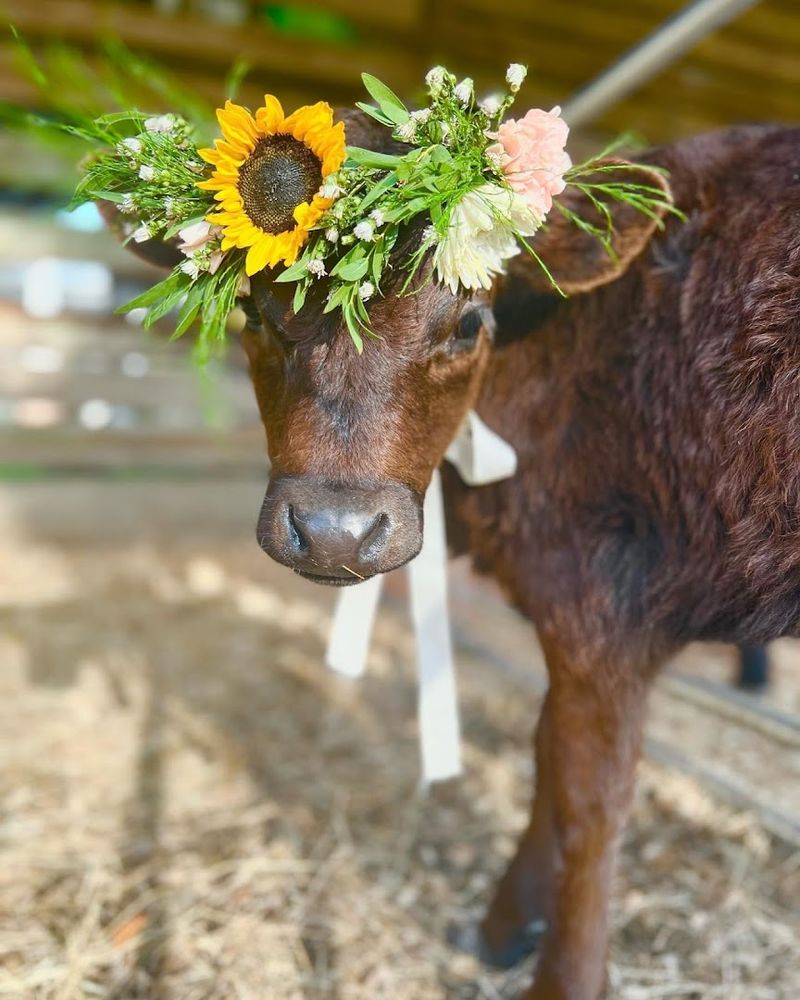 Honey Hill Farm and Flowers (Jesup)