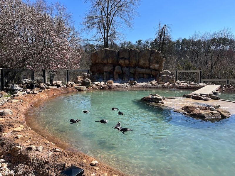 Penguins Greet You Near the Entrance