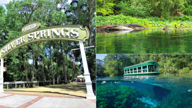 Glass-Bottom Boat Rides Make This Florida Spring Park Feel Like A Timeless Escape