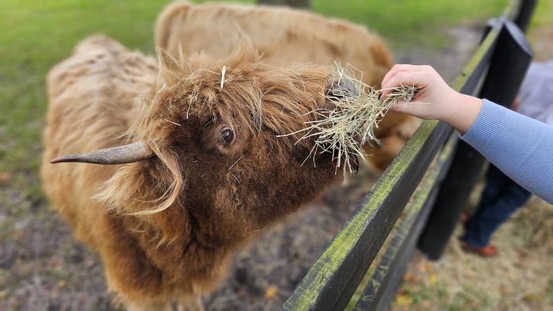 Feeding the Animals Is Part of the Experience