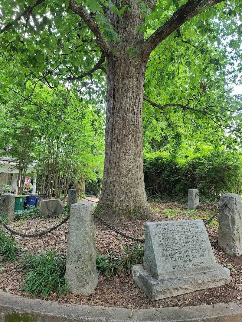 The Tree That Owns Itself (Athens)