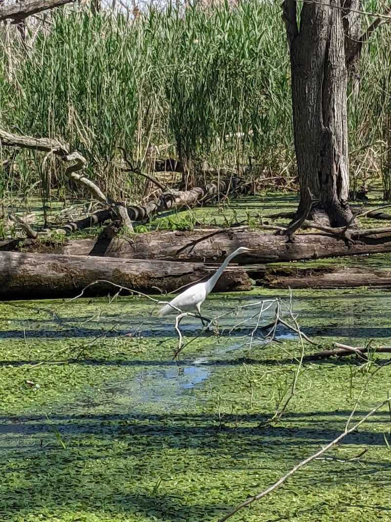 Wildlife Watching