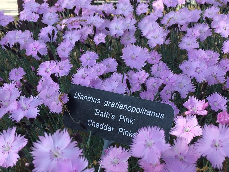 Pitt County Arboretum &ndash; Greenville