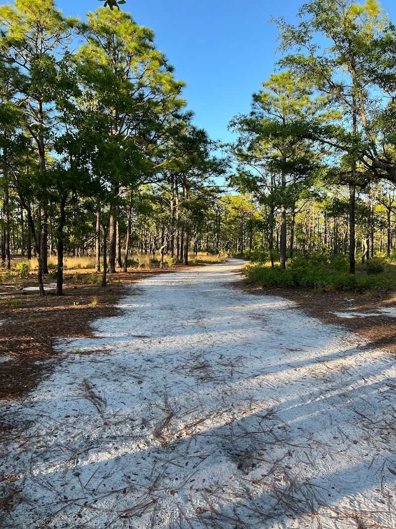 Carolina Beach State Park
