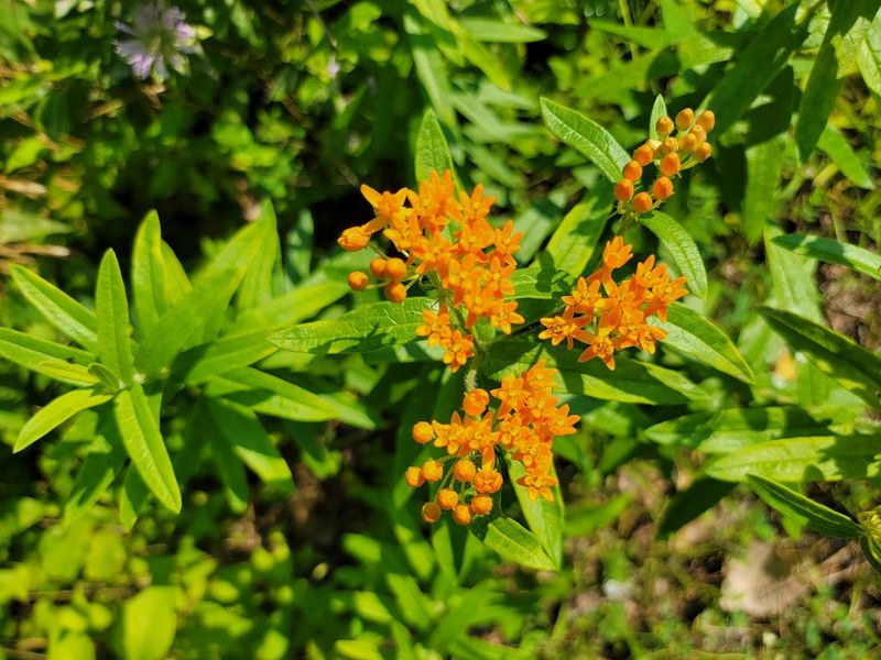 The Blue Hole and Castalia Quarry Reserve - Castalia, Erie County