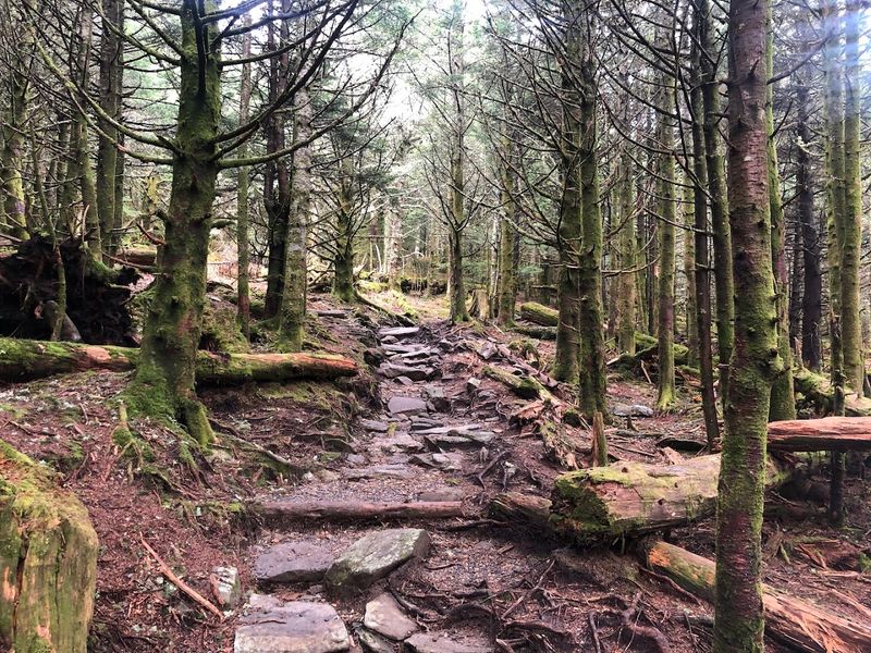 Mount Mitchell Summit Trail