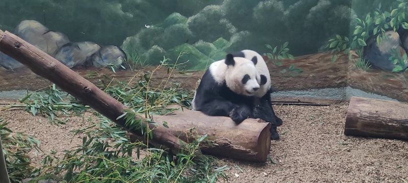 Conservation Efforts Give the Zoo a Bigger Purpose