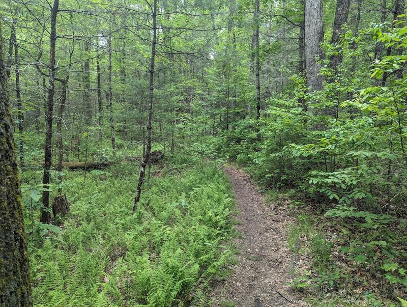 Pink Beds Trail (Pisgah National Forest)