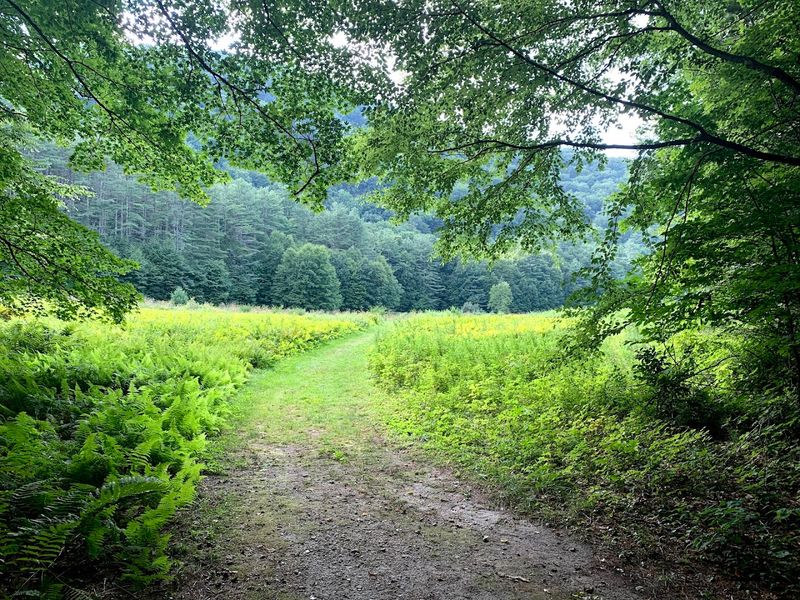 Mohawk Trail State Forest