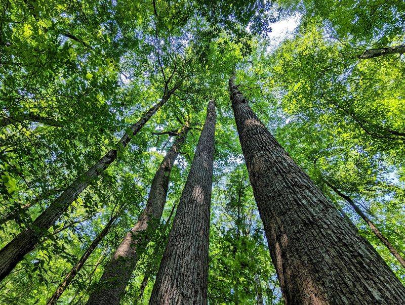 Joyce Kilmer Memorial Forest, Graham County
