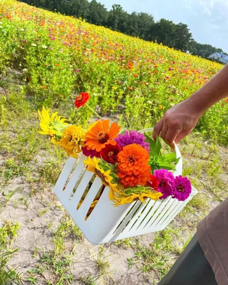 Colorful Flower Bouquets From Vibrant Blooming Gardens