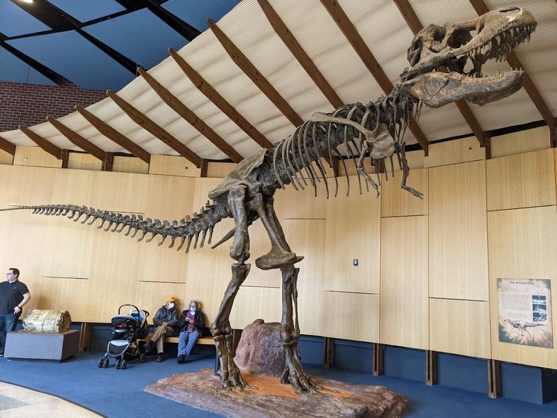 The Schiele Museum of Natural History