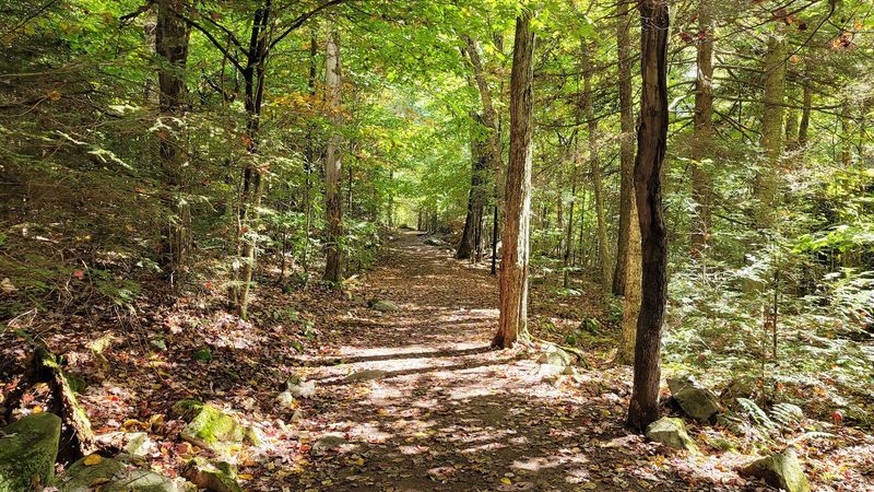 Ricketts Glen Falls Trail