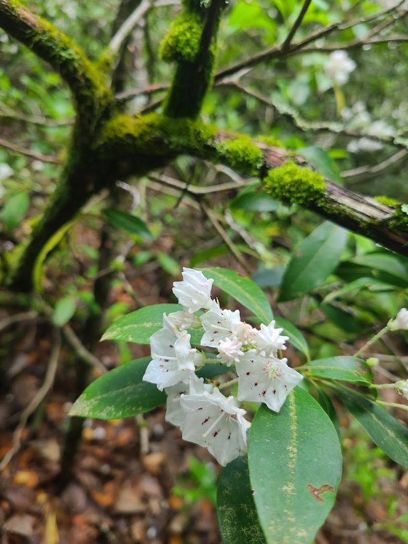 Cook Forest State Park (Cooksburg)