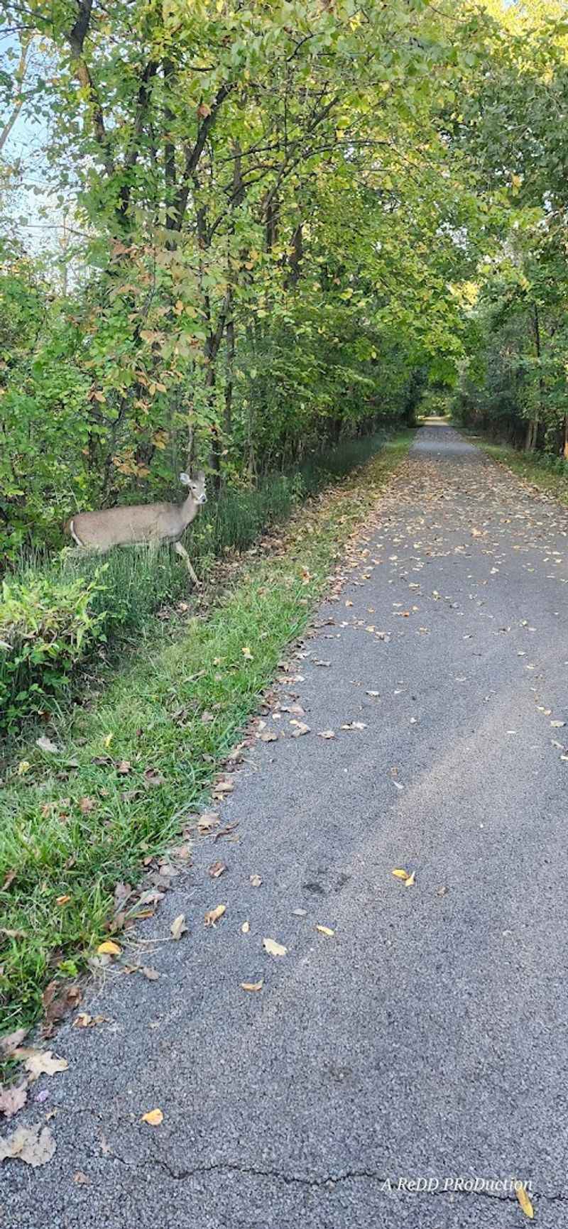 Richland B&O Trail