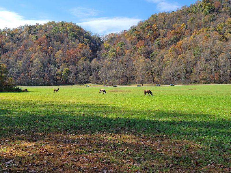 Newfound Gap Road