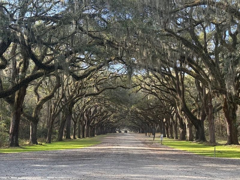 Wormsloe Historic Site, Savannah, Chatham County