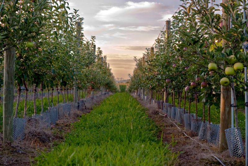 North Star Orchard