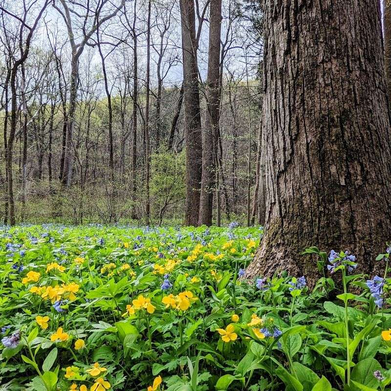 Bowman's Hill Wildflower Preserve (New Hope)